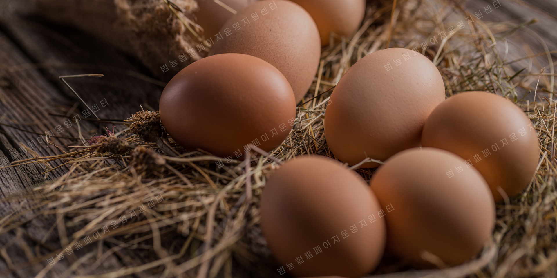 닭11 대표이미지