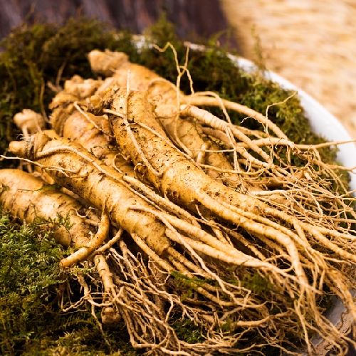 농협인삼 5년근 원수삼 750g 15뿌리 상품이미지