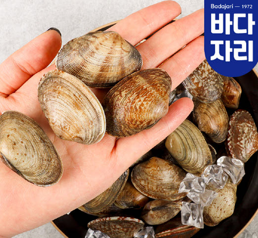 당일어획 남해안 다이버 왕바지락 1kg