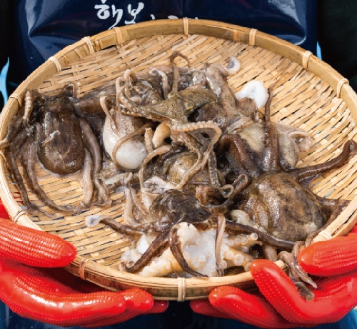 태안 신진도 산지직송 생물 알배기 알쭈꾸미 상품이미지