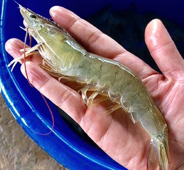 국내산 흰다리새우 급냉 왕새우 1kg 상품이미지