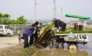 2023년 5월 10일 걸포동 조합원 모내기 농가를 방... 대표이미지
