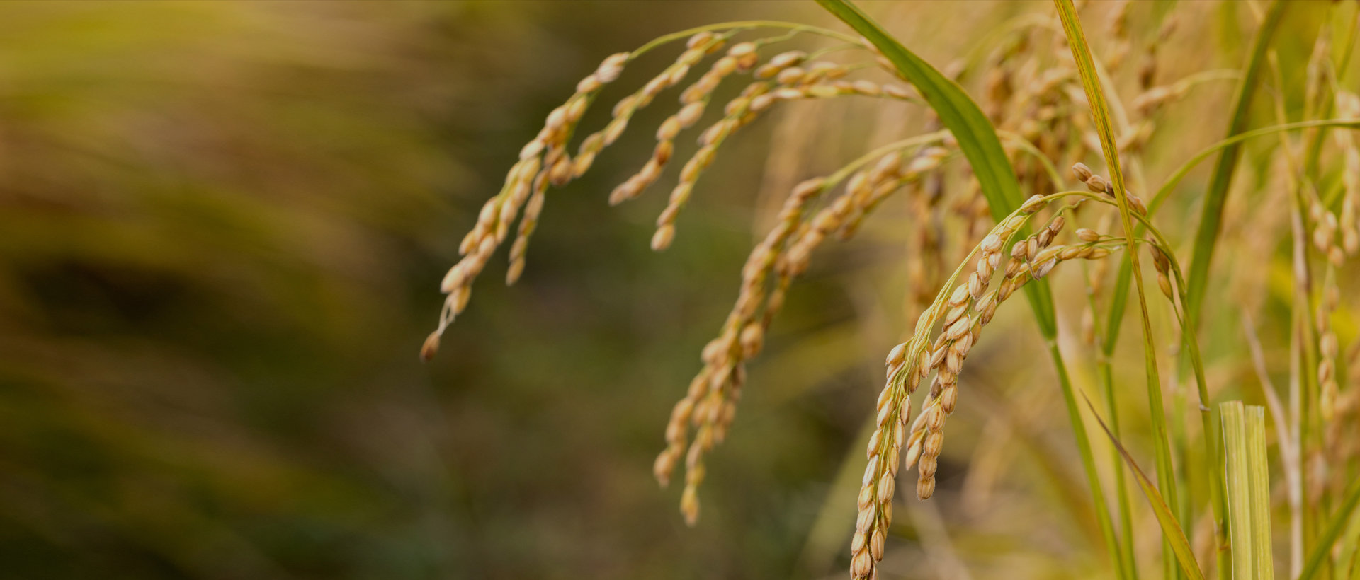 NH농협은 조합원 여러분의 편안한 생활과 나눔이 있는 뜻깊은 사회활동을 통하여 여러분의 미래를 향해 함께 나아갑니다.